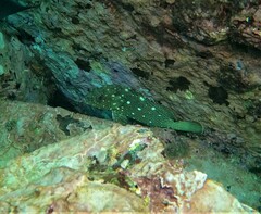 Epinephelus labriformis