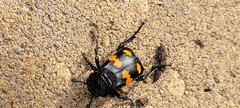 Nicrophorus defodiens