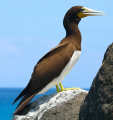 Sula leucogaster leucogaster