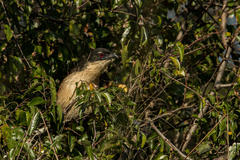 Centropus superciliosus