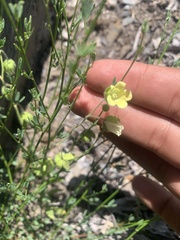 Emmenanthe penduliflora