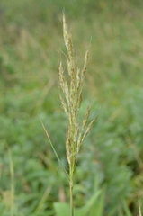 Capillipedium kwashotensis