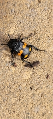 Nicrophorus defodiens