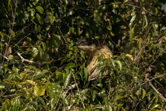 Centropus superciliosus