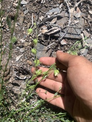 Emmenanthe penduliflora