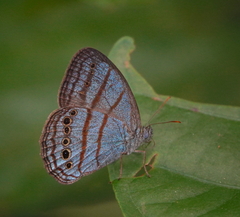 Caeruleuptychia twalela