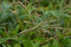 Capillipedium kwashotensis