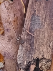 Anyphaena accentuata