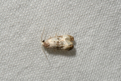 Phalonidia memoranda