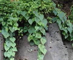 Dioscorea galeottiana
