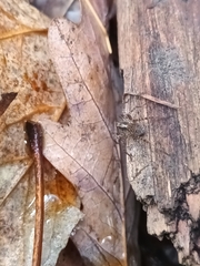 Anyphaena accentuata