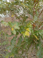 Callisthene microphylla