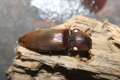 Pyrophorus