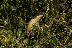 Centropus superciliosus