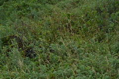 Capillipedium kwashotensis