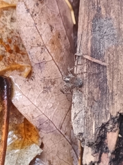 Anyphaena accentuata