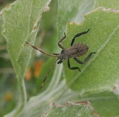 Elasmopoda valga