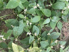 Alternanthera sessilis