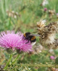 Bombus