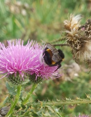 Bombus
