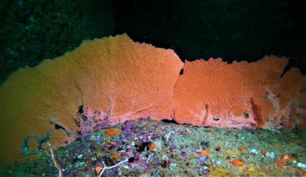 Pacifigorgia exilis