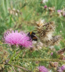 Bombus