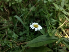 Erigeron emodi