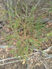 Callisthene microphylla