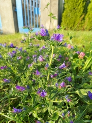 Echium vulgare