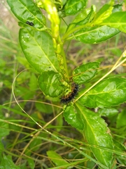 Junonia