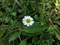 Erigeron emodi