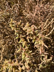Suaeda maritima