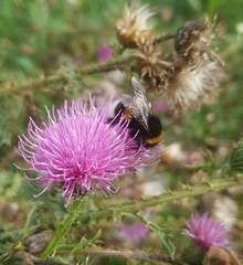 Bombus