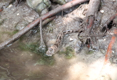 Periophthalmus argentilineatus