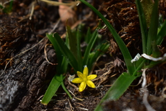 Hypoxis humilis