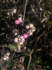 Symphoricarpos albus