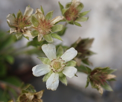 Potentilla caulescens