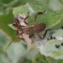 Elasmopoda valga