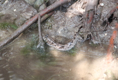 Periophthalmus argentilineatus