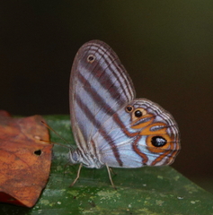 Chloreuptychia herseis
