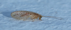 Micromus oblongus