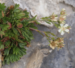 Potentilla caulescens