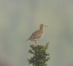 Bartramia longicauda