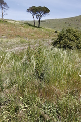 Anisodontea scabrosa