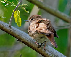 Luscinia megarhynchos