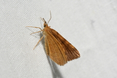 Macaria brunneata