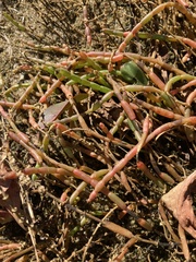 Salicornia