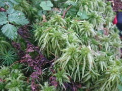 Sphagnum palustre