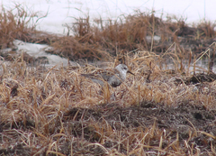Calidris ptilocnemis