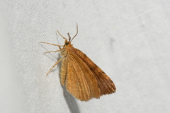 Macaria brunneata
